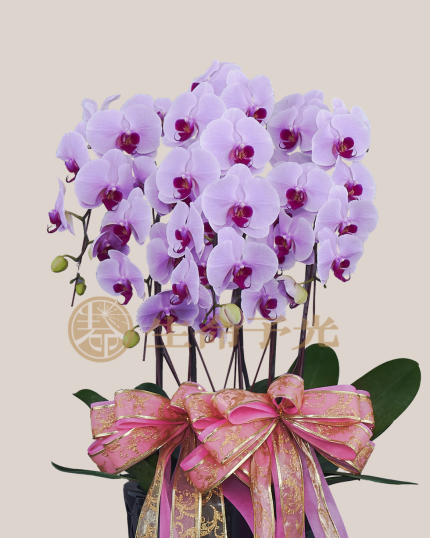 落地蝴蝶蘭粉花＿5株